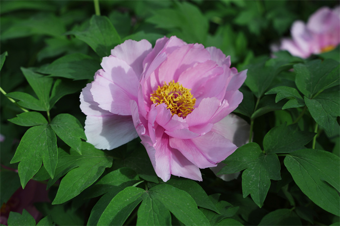 9I1A0109副本.jpg