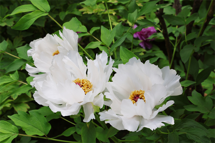 9I1A0293副本.jpg